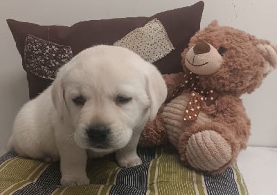 Les chiots de Labrador Retriever