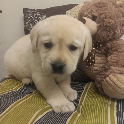 Les chiots de Labrador Retriever