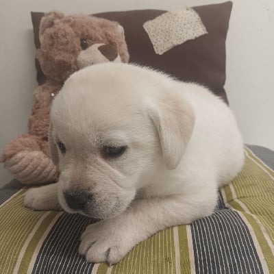 Les chiots de Labrador Retriever