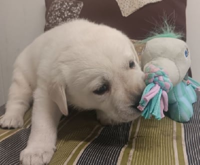 Les chiots de Labrador Retriever