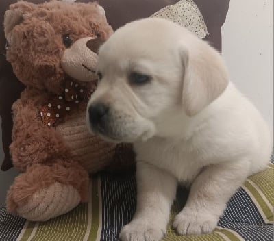 Les chiots de Labrador Retriever