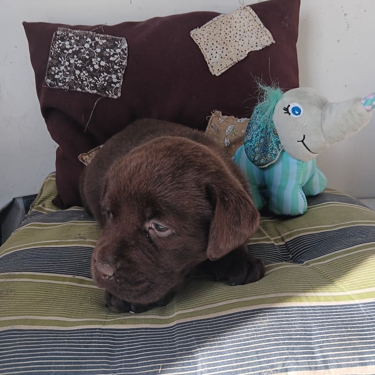Labrador Retriever - Du prieur de la roche