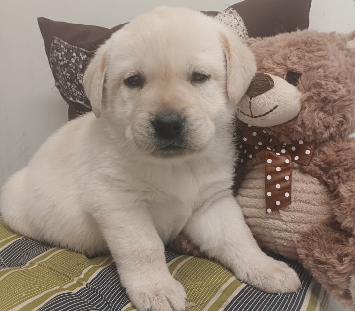 Labrador Retriever - Du prieur de la roche