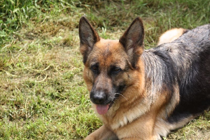 Publication : De La Légende D'odin