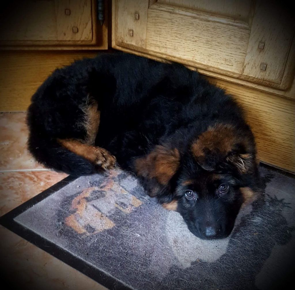 Publication : De La Légende D'odin