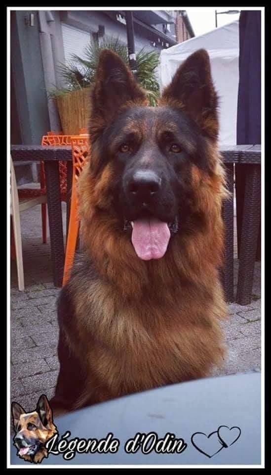 Publication : De La Légende D'odin