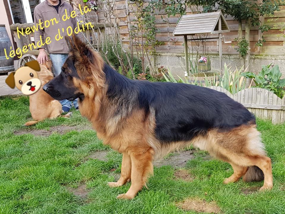 Publication : De La Légende D'odin