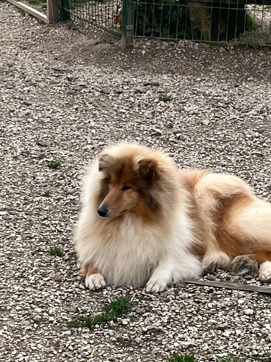 Voilà miss monde De Pepsie Pep's