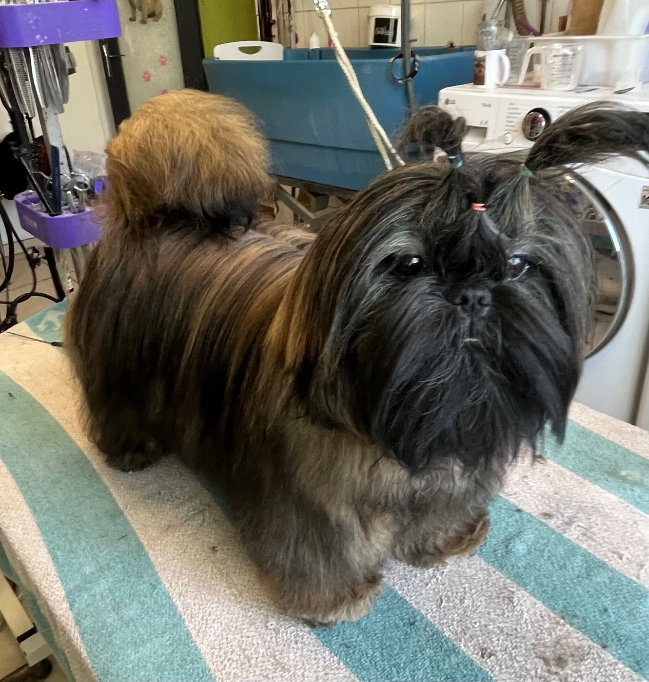 Azalée De Pepsie Pep's