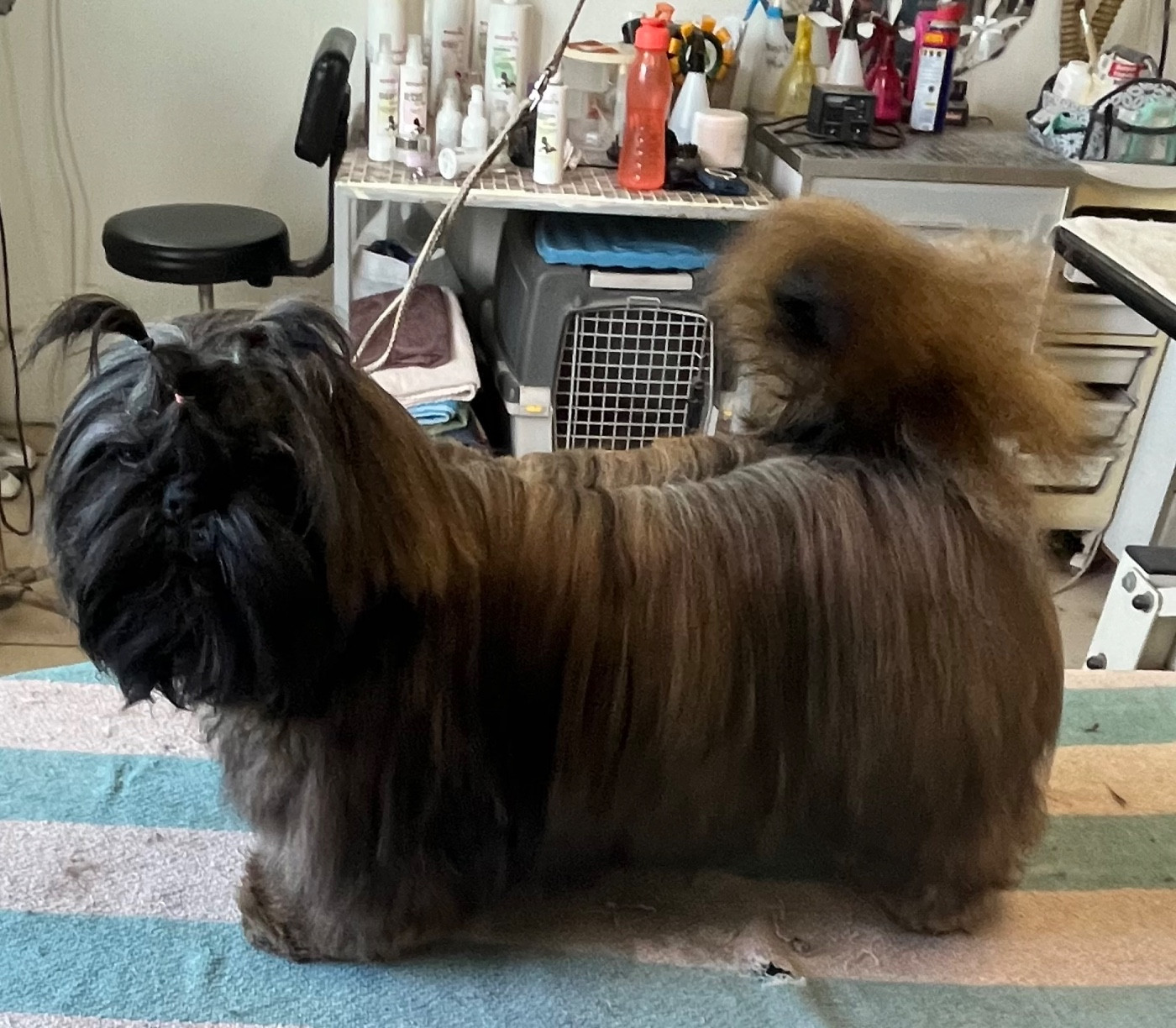 Azalée De Pepsie Pep's