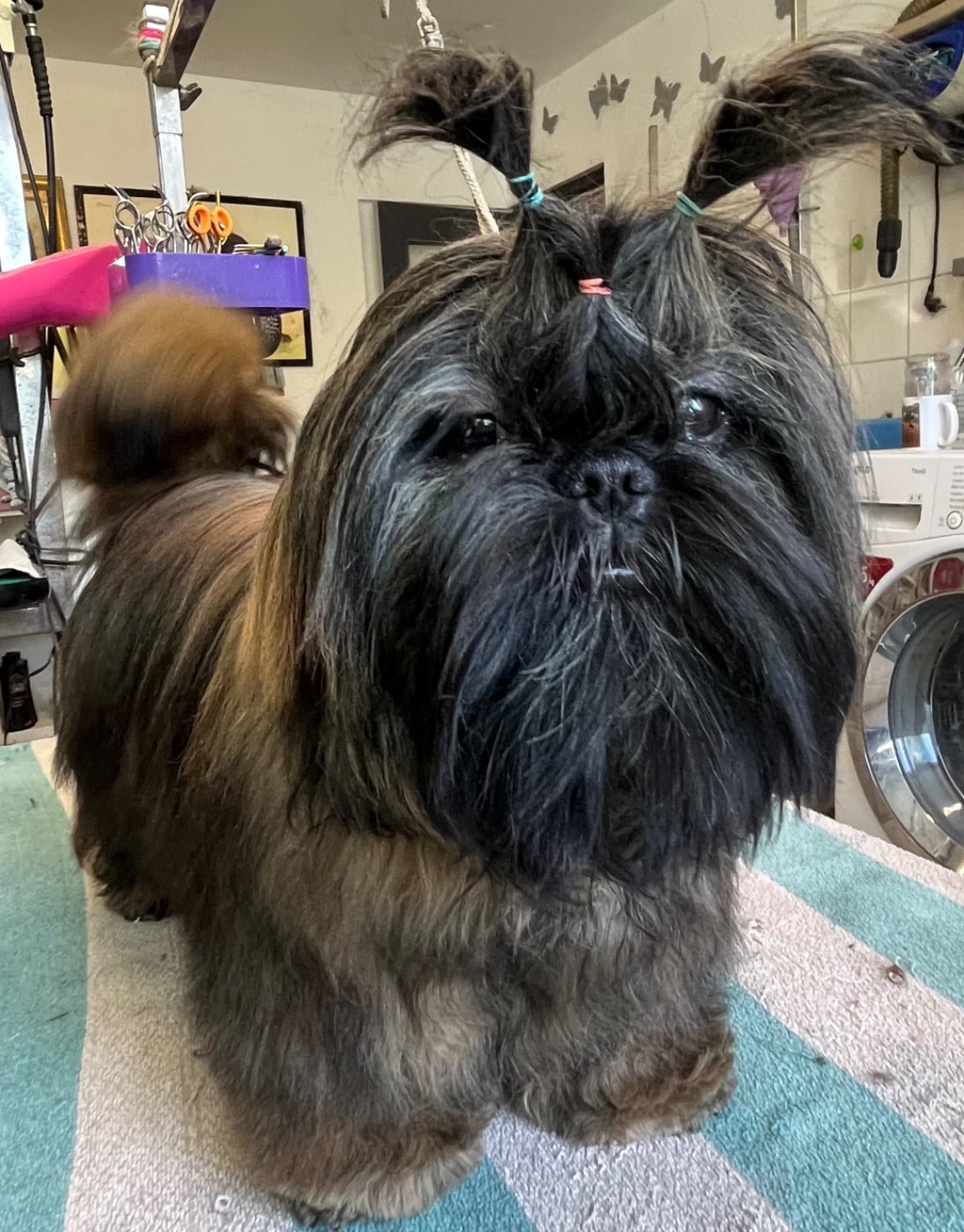 Azalée De Pepsie Pep's