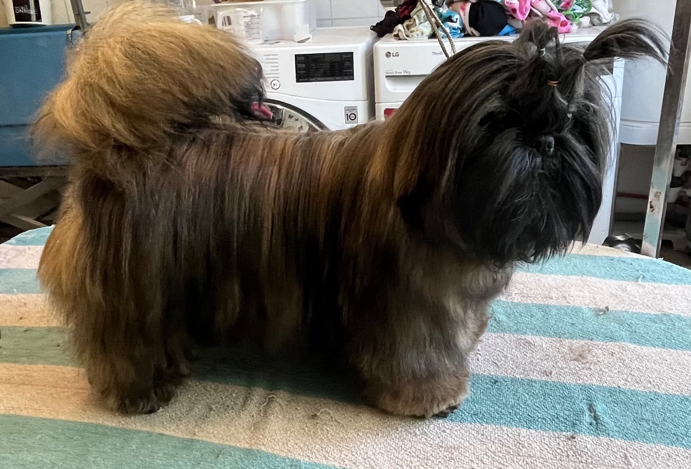 Azalée De Pepsie Pep's