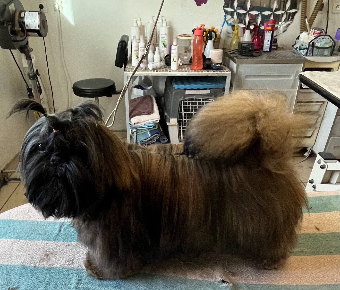 Azalée De Pepsie Pep's