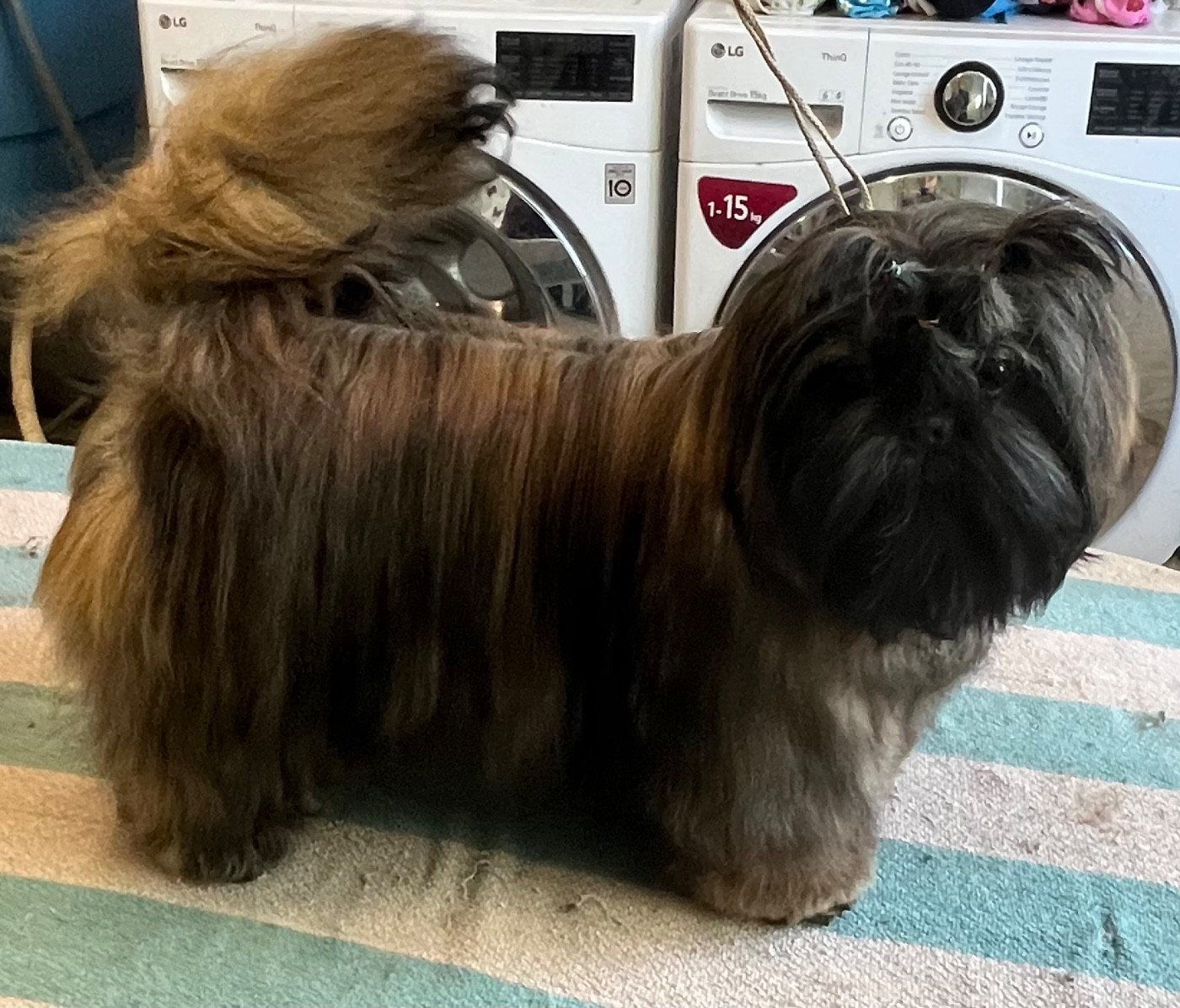 Azalée De Pepsie Pep's