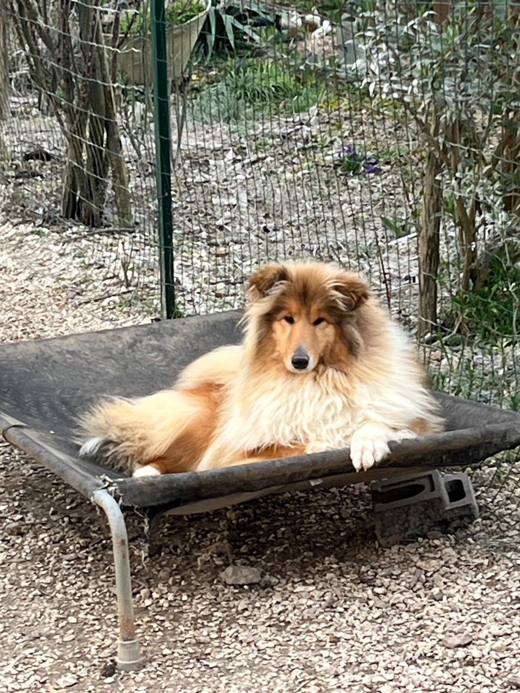Voilà miss monde De Pepsie Pep's