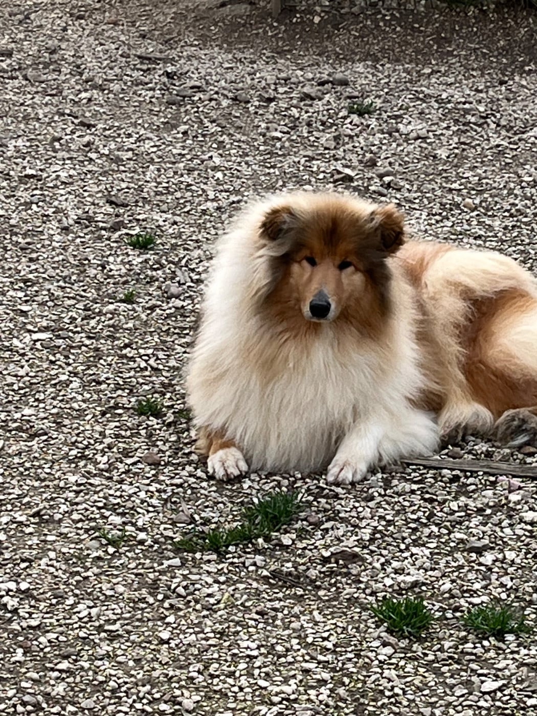 Voilà miss monde De Pepsie Pep's