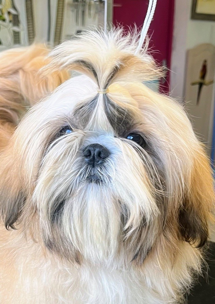 Publication : De Pepsie Pep's Auteur : Virginie jegou