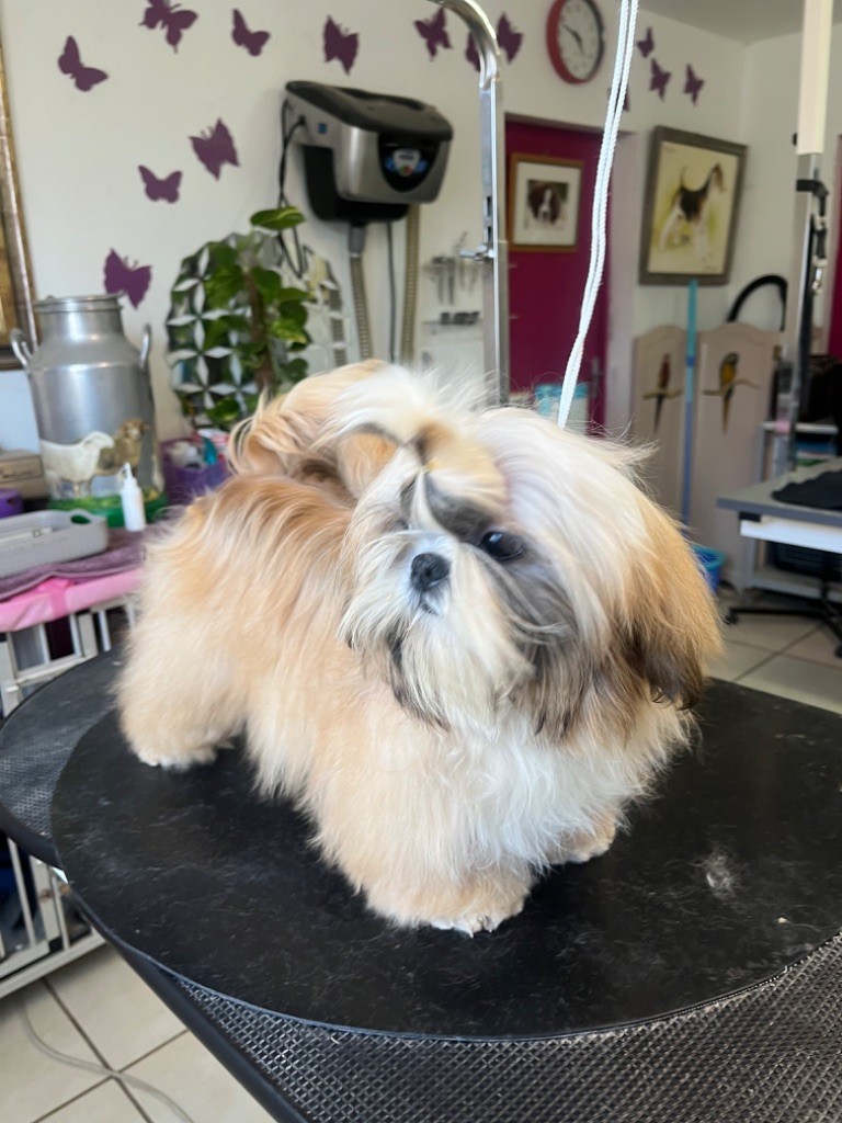 Publication : De Pepsie Pep's Auteur : Virginie jegou