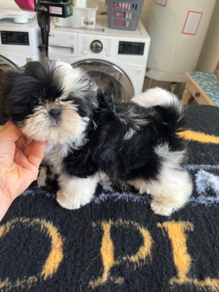 CHIOT 2