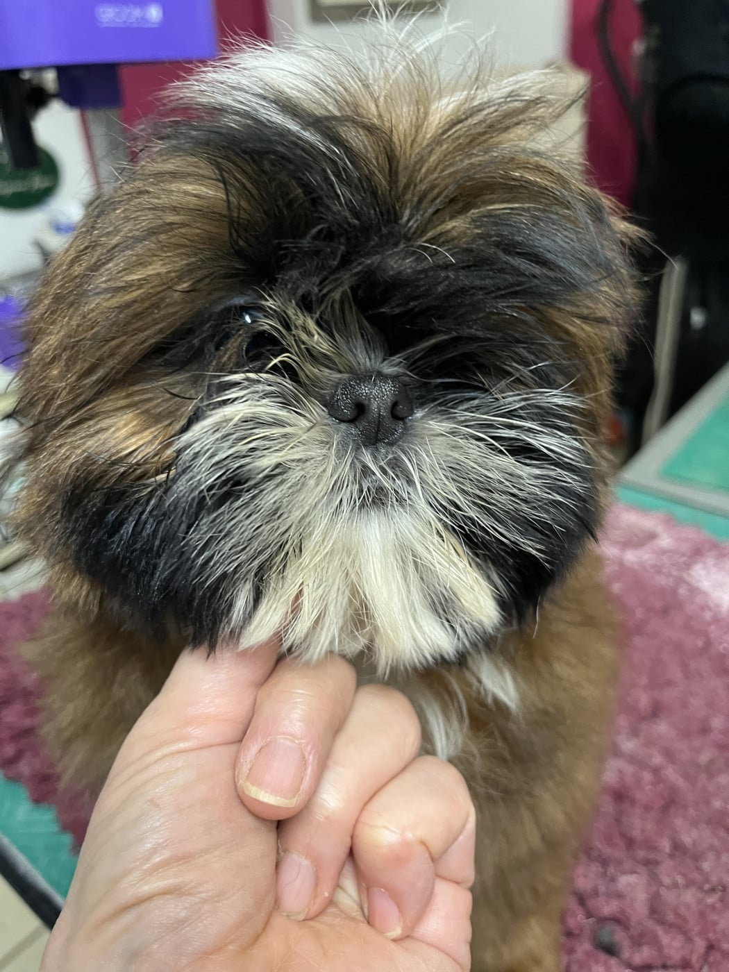 Shih Tzu - De Pepsie Pep's