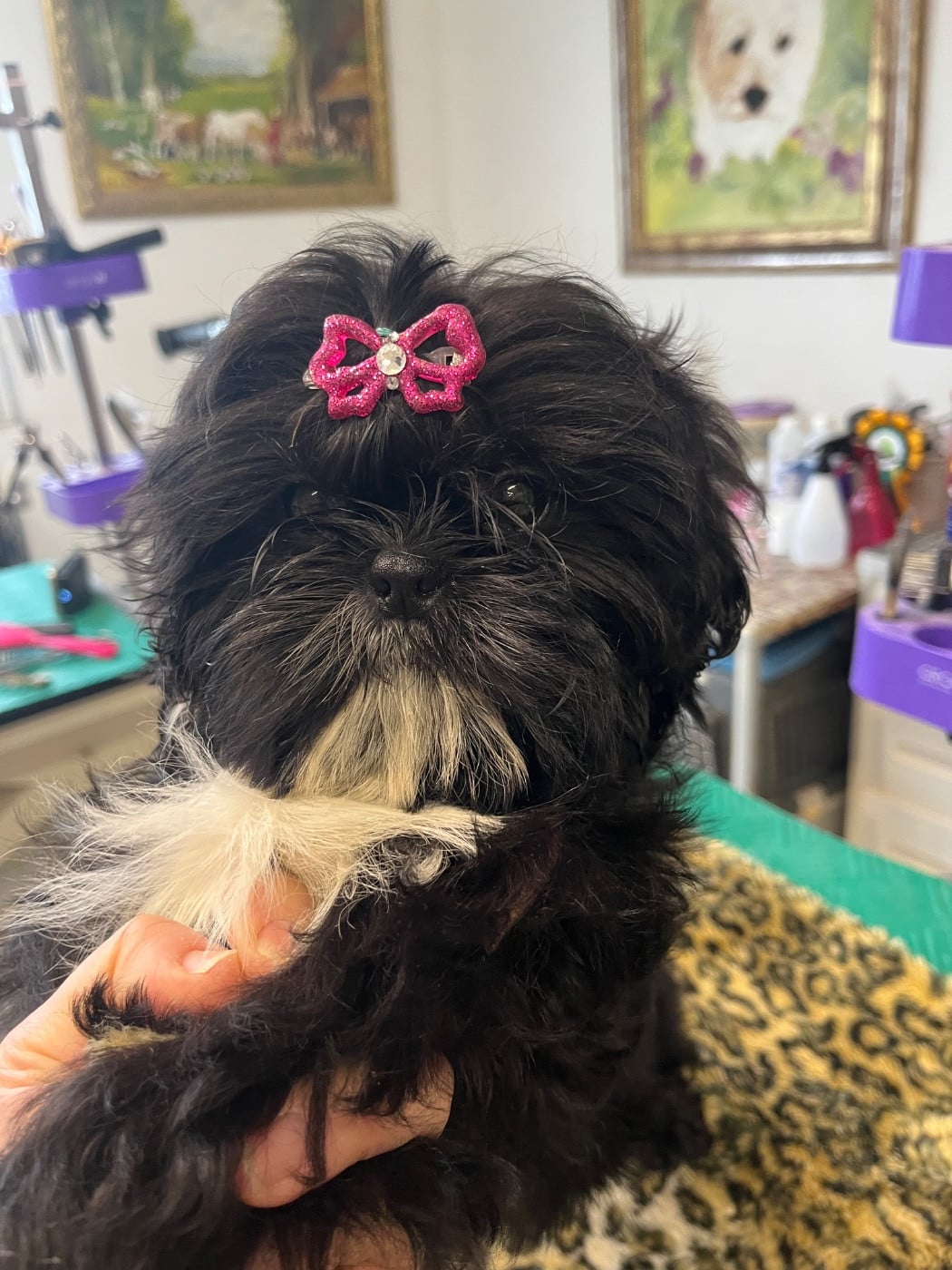 Shih Tzu - De Pepsie Pep's