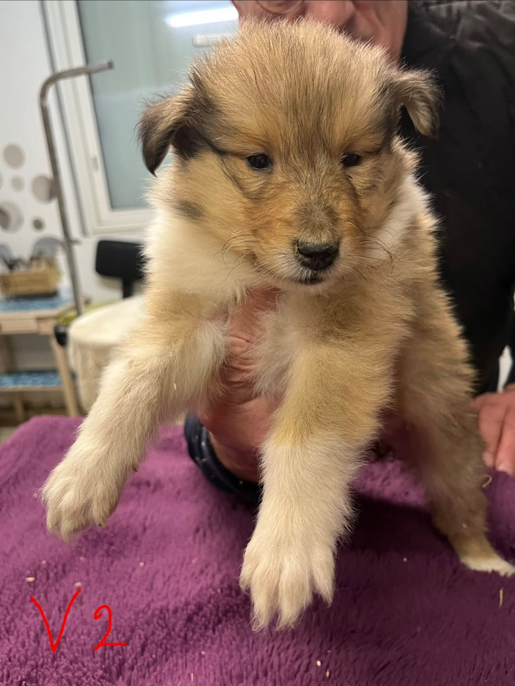 Colley à poil long - De Pepsie Pep's