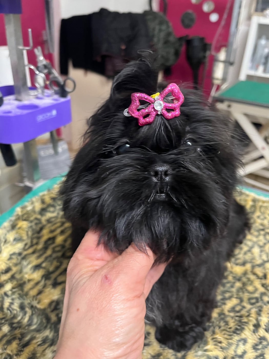 Shih Tzu - De Pepsie Pep's