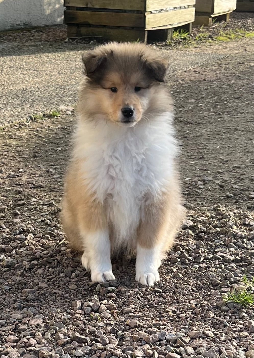 Colley à poil long - De Pepsie Pep's