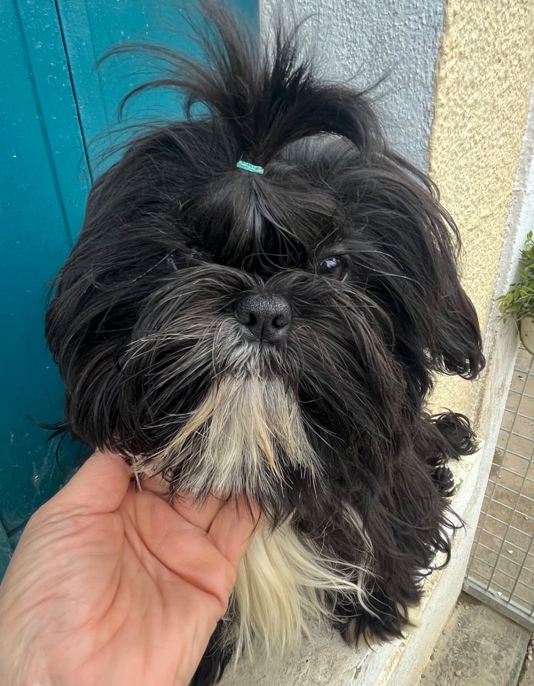 Shih Tzu - De Pepsie Pep's