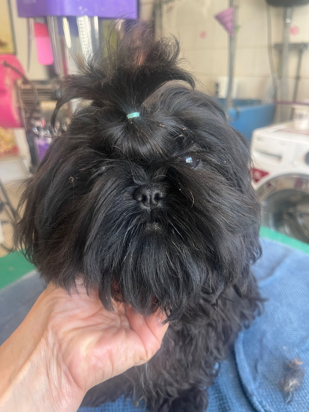 Shih Tzu - De Pepsie Pep's