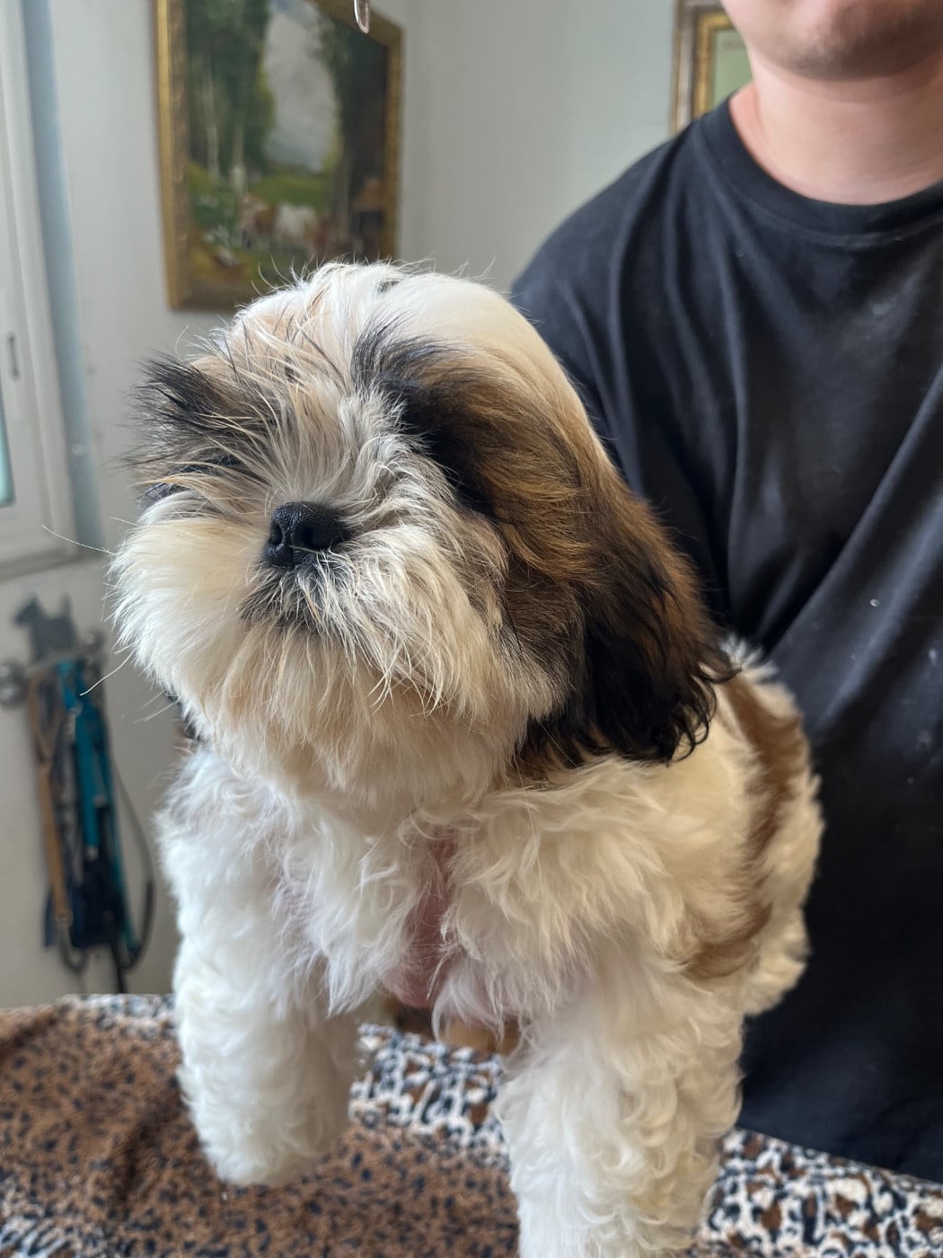 Shih Tzu - De Pepsie Pep's