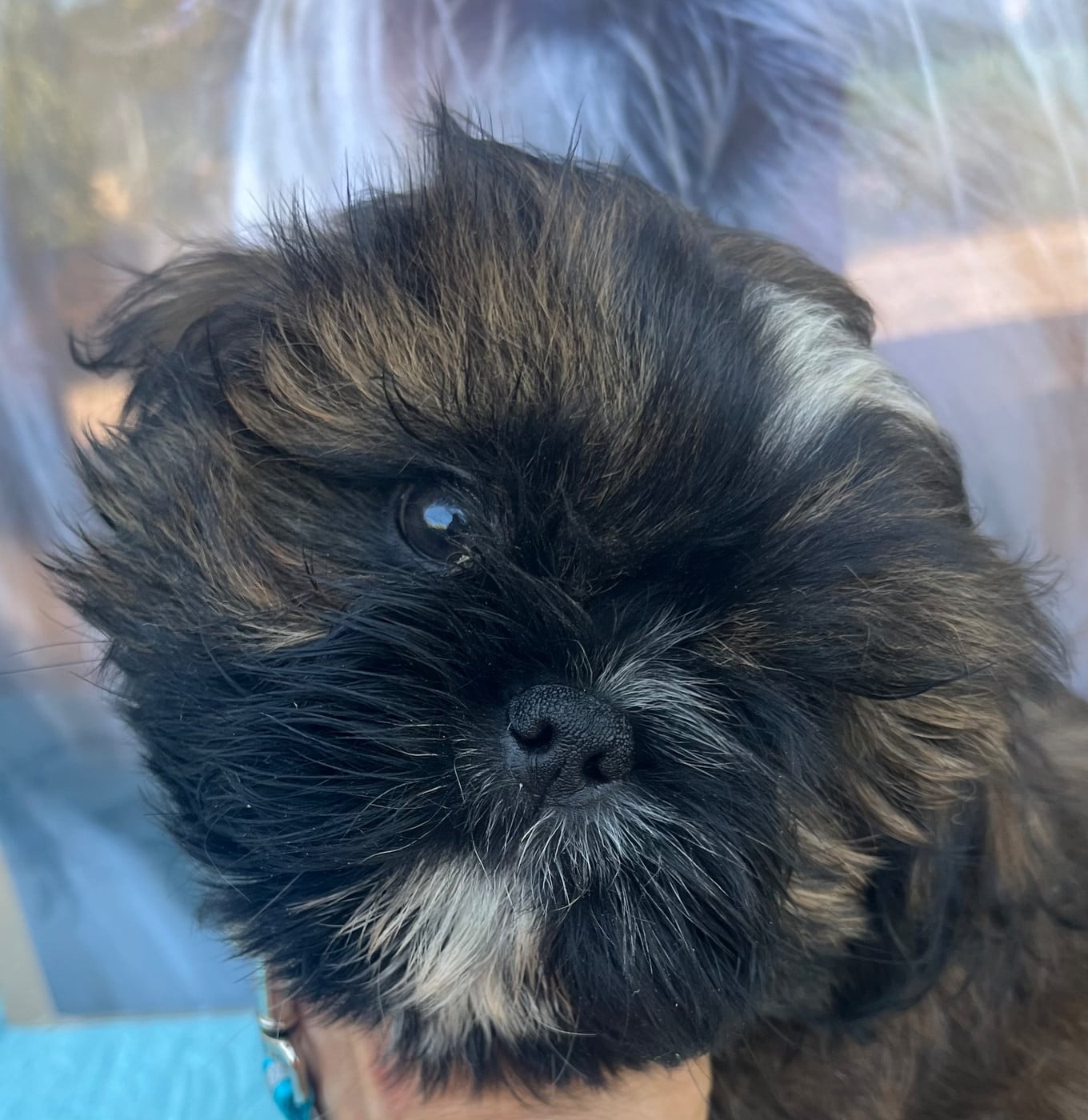 Shih Tzu - De Pepsie Pep's