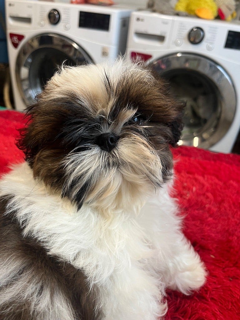 Shih Tzu - De Pepsie Pep's