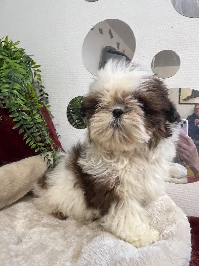 Shih Tzu - De Pepsie Pep's