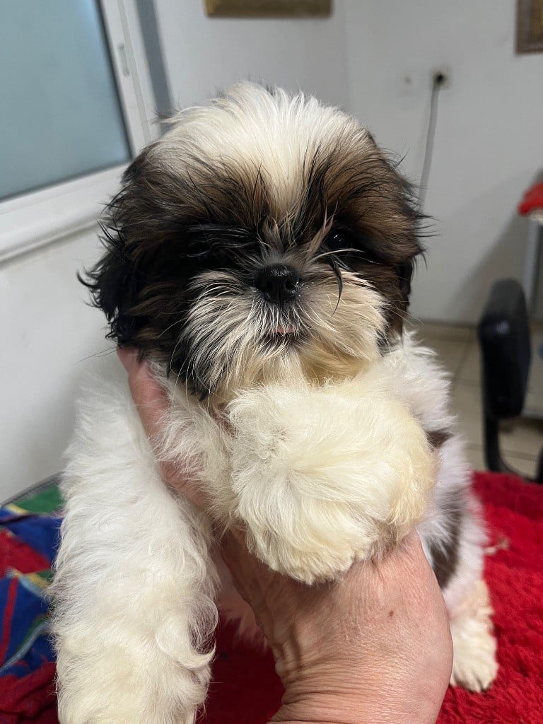 Shih Tzu - De Pepsie Pep's