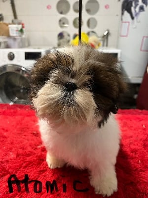 Les chiots de Shih Tzu