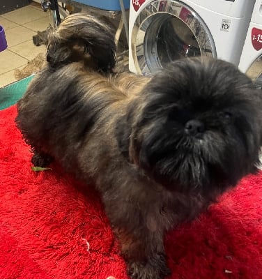 Les chiots de Shih Tzu