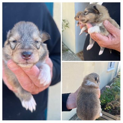 Les chiots de Colley à poil long