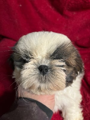 Les chiots de Shih Tzu