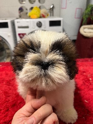 Les chiots de Shih Tzu