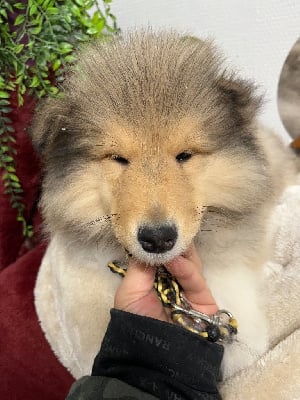 Les chiots de Colley à poil long