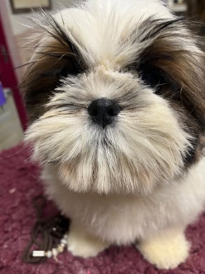 Les chiots de Shih Tzu