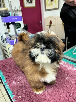 Les chiots de Shih Tzu