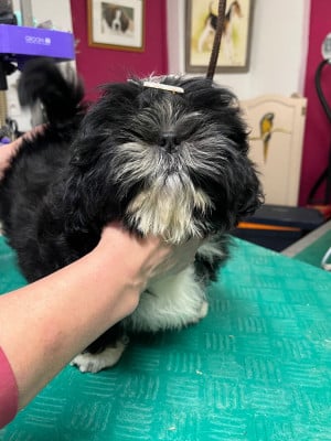 Les chiots de Shih Tzu