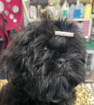 Les chiots de Shih Tzu