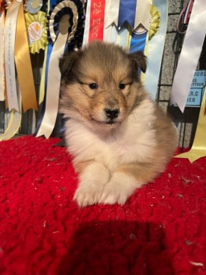 Les chiots de Colley à poil long