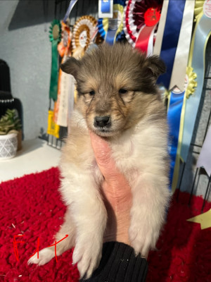 Les chiots de Colley à poil long