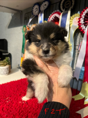 Les chiots de Colley à poil long