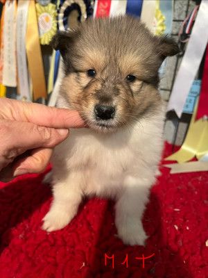 Les chiots de Colley à poil long