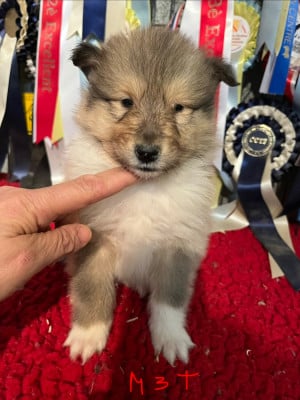 Les chiots de Colley à poil long